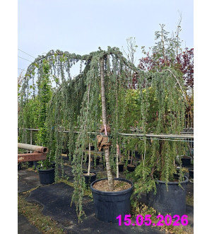 Cedrus atlantica 'Glauca Pendula' C 180 L